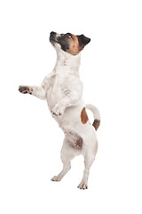 Image showing Jack Russel Terrier