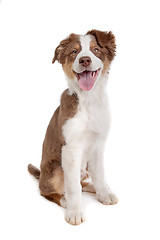 Image showing Australian Shepherd