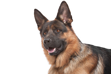 Image showing German shepherd