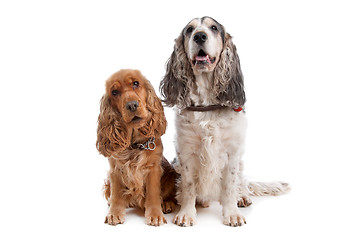 Image showing Two English Cocker Spaniel dogs