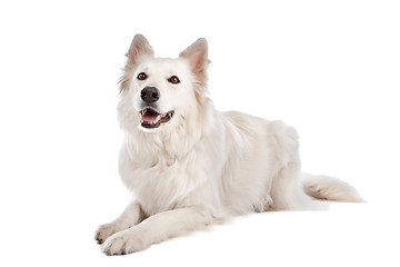 Image showing White Shepherd Dog