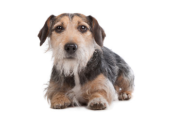 Image showing mixed breed dog