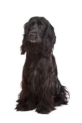 Image showing English Cocker Spaniel