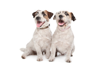 Image showing Jack Russel Terrier