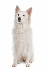 Image showing White Shepherd Dog