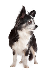 Image showing long-haired Chihuahua