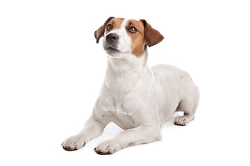 Image showing Jack Russel Terrier