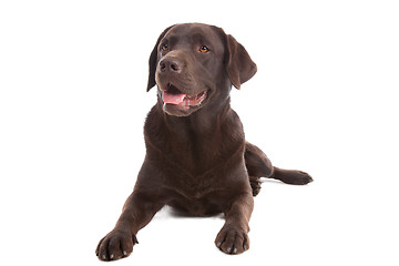 Image showing Chocolate Labrador