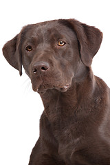 Image showing Chocolate Labrador