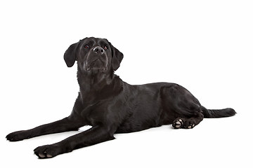 Image showing cross breed dog of a Labrador and a Flat-Coated Retriever