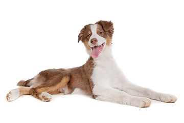 Image showing Australian Shepherd