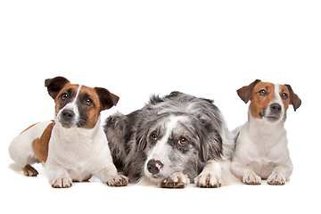 Image showing Two Jack Russel Terrier dogs and a Border collie