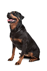 Image showing Rottweiler