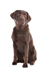 Image showing Chocolate Labrador