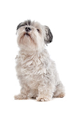 Image showing shih tzu