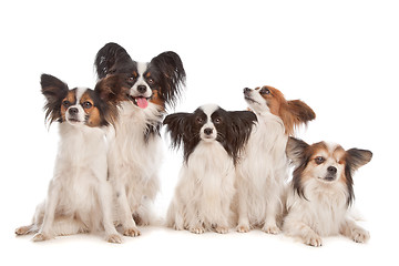 Image showing group of five papillon dogs