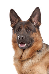 Image showing German shepherd