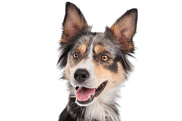 Image showing Border Collie