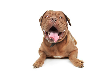 Image showing Dogue de Bordeaux