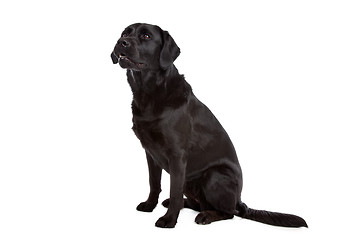 Image showing cross breed dog of a Labrador and a Flat-Coated Retriever