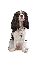 Image showing Cavalier King Charles Spaniel