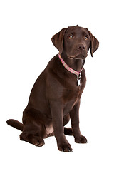 Image showing Chocolate Labrador