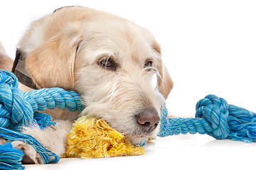 Image showing mixed breed Labrador