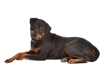 Image showing Rottweiler