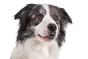 Image showing Border Collie