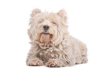 Image showing West Highland White Terrier