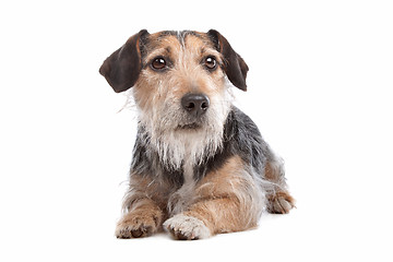 Image showing mixed breed dog