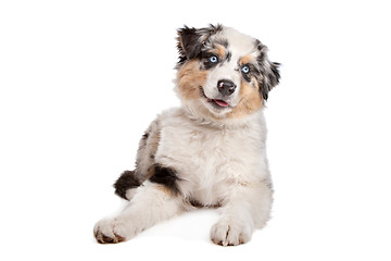 Image showing Australian Shepherd