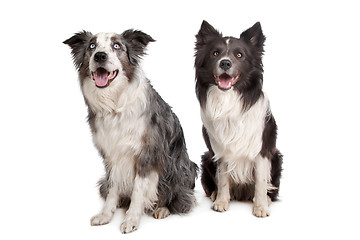 Image showing Border Collie and Australian Shepherd