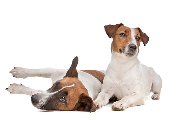 Image showing Jack Russel Terrier