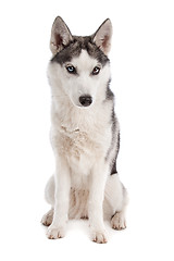 Image showing Siberian Husky puppy