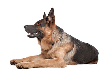 Image showing German shepherd