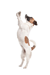 Image showing Jack Russel Terrier