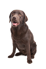 Image showing Chocolate Labrador