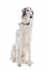 Image showing Silken windhound