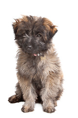 Image showing Pyrenean Shepherd puppy