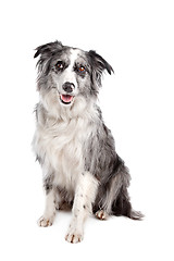 Image showing Border Collie