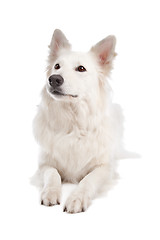 Image showing White Shepherd Dog