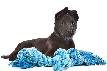 Image showing Black Shepherd puppy dog with a blue toy rope