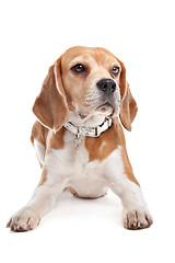 Image showing Beagle