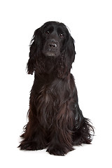 Image showing English Cocker Spaniel