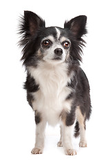 Image showing long-haired Chihuahua