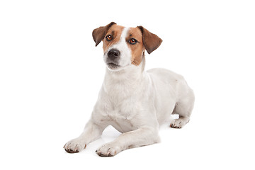 Image showing Jack Russel Terrier