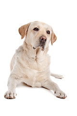 Image showing Yellow Labrador