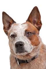 Image showing Australian Cattle Dog