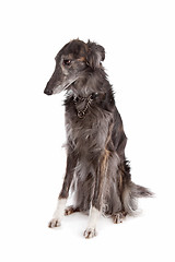 Image showing Silken windhound